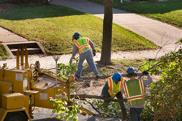 Hidden Meadows, CA  Tree Services Company